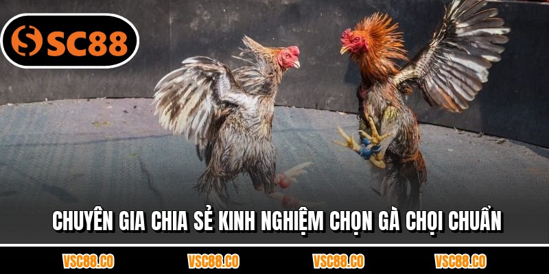 Chuyên gia chia sẻ kinh nghiệm chọn gà chọi chuẩn
