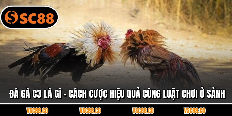 Đá Gà C3 Là Gì - Cách Cược Hiệu Quả Cùng Luật Chơi Ở Sảnh
