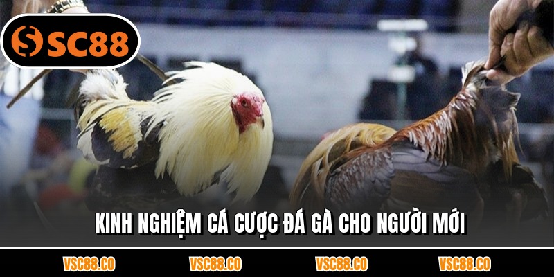 Kinh nghiệm cá cược đá gà cho người mới