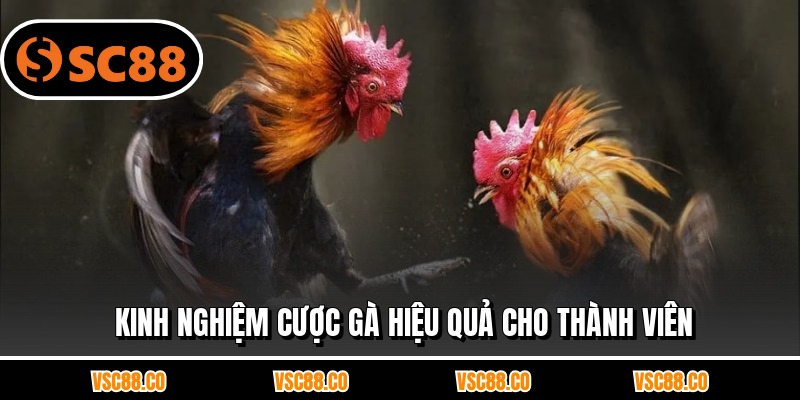 Kinh nghiệm cược gà hiệu quả cho thành viên