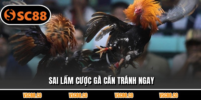 Sai lầm cược gà cần tránh ngay
