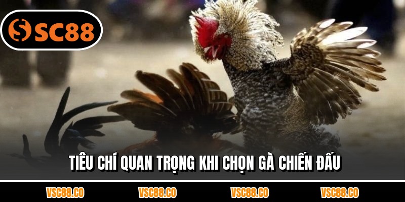 Tiêu chí quan trọng khi chọn gà chiến đấu
