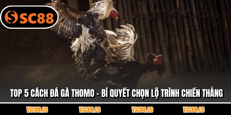 Top 5 Cách Đá Gà Thomo - Bí Quyết Chọn Lộ Trình Chiến Thắng